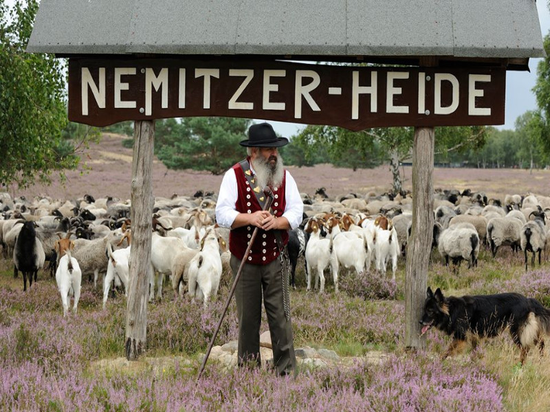 Ein traditionell gekleideter Schäfer steht vor einem Holzschild mit der Aufschrift "Nemitzer Heide" dahinter steht eine Herde Heidschnucken.